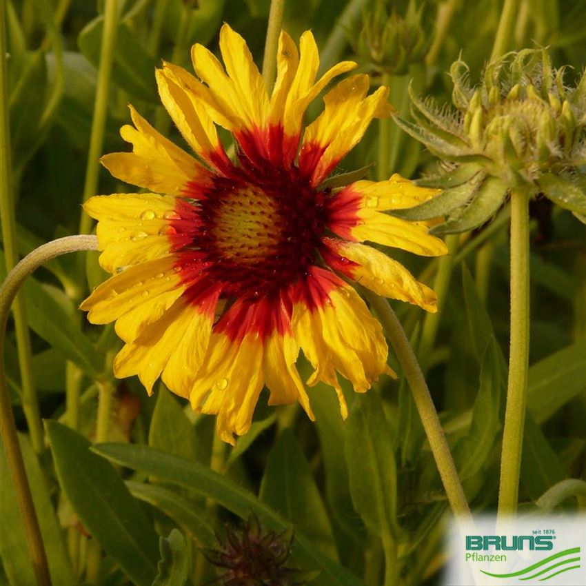Gaillardia x grandiflora 'Bremen' von Bruns Pflanzen