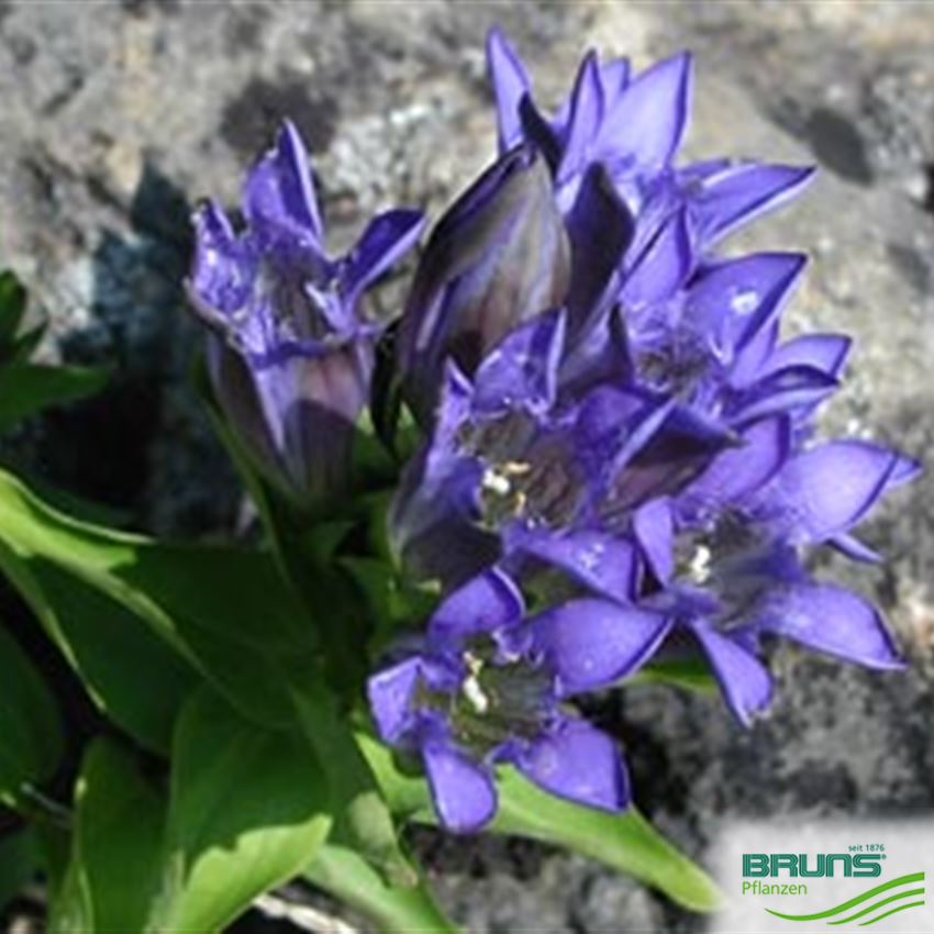 Gentiana septemfida var. lagodechiana, SommerEnzian von Bruns Pflanzen