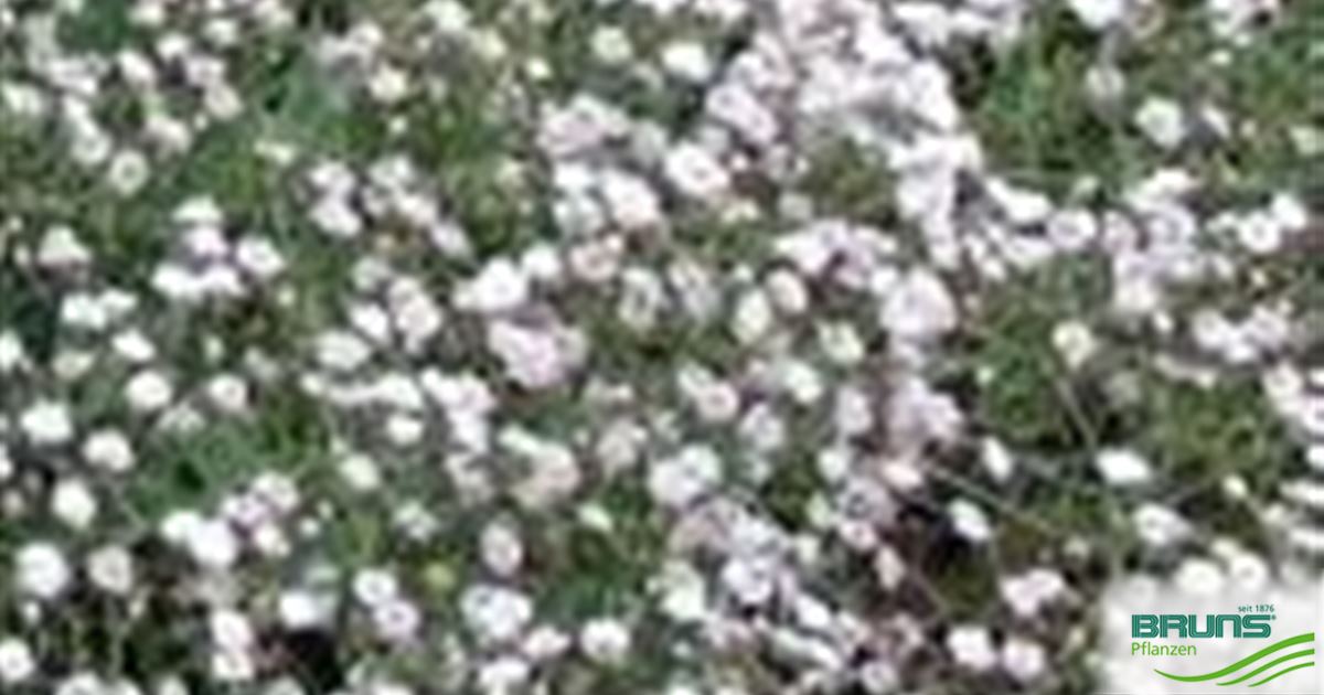 Gypsophila Repens Creeping Baby S Breath Von Bruns Pflanzen