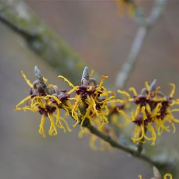 Hamamelis japonica 'Arborea' von Bruns Pflanzen
