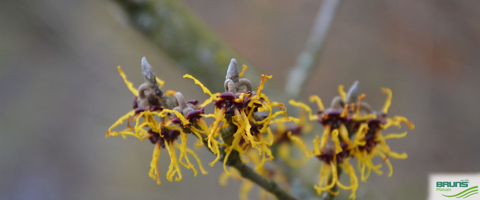Hamamelis japonica 'Arborea' von Bruns Pflanzen