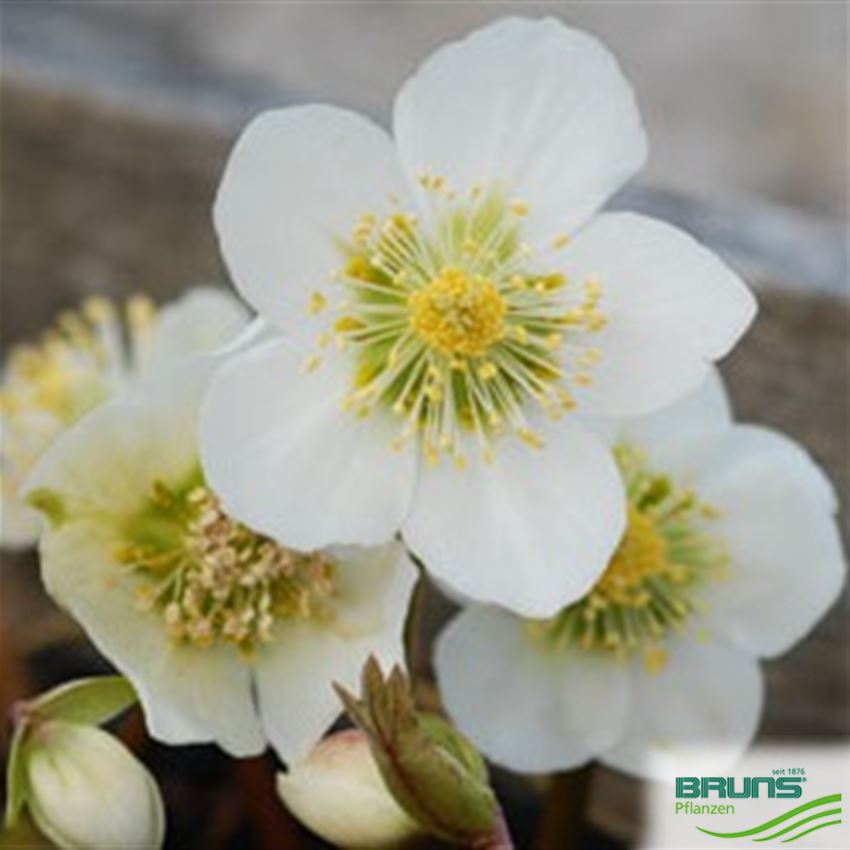 helleborus-niger-praecox-von-bruns-pflanzen
