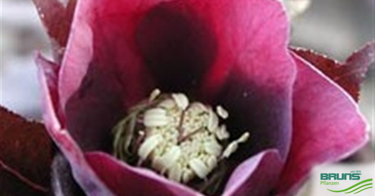 Helleborus orientalis 'Red Lady' von Bruns Pflanzen