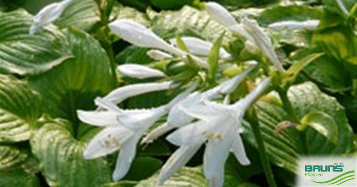 Hosta plantaginea grandiflora von Bruns Pflanzen