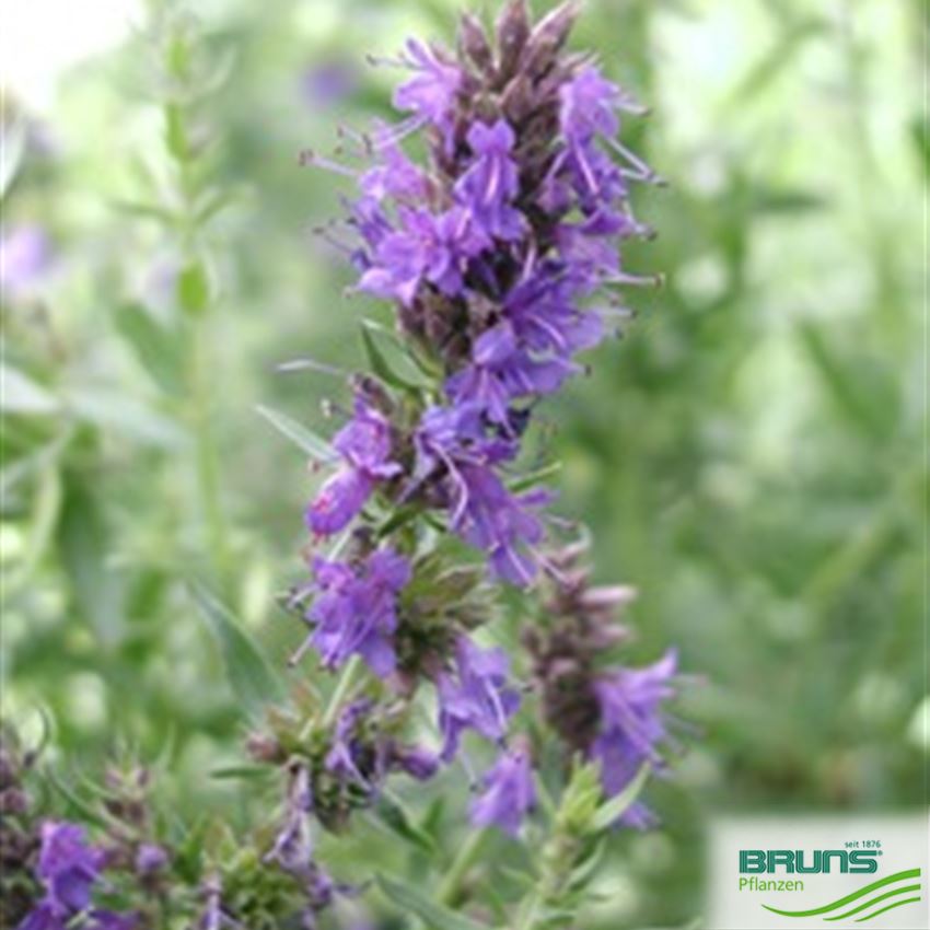 hyssopus-officinalis-von-bruns-pflanzen