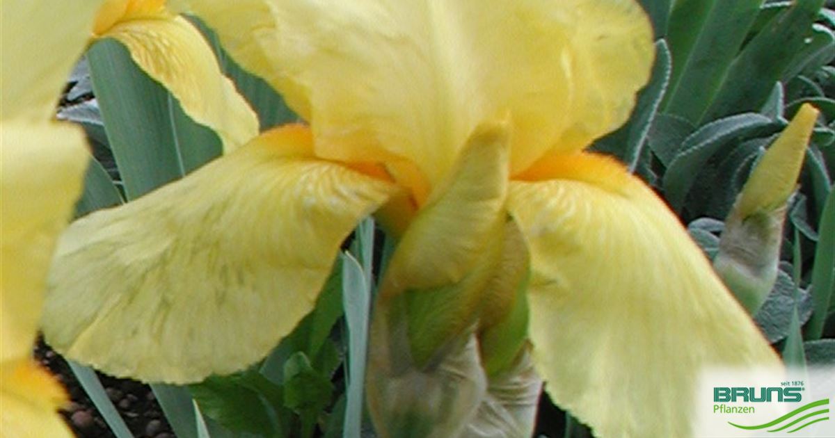 Iris germanica 'Goldfackel' von Bruns Pflanzen