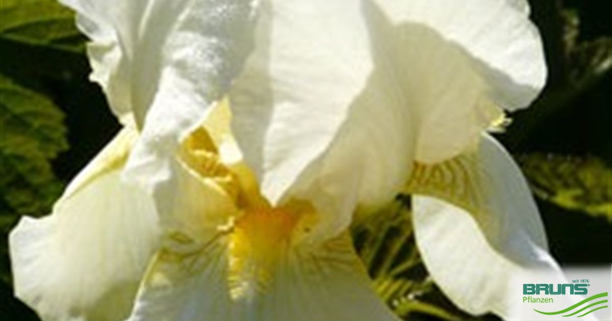 Iris germanica 'Lugano' von Bruns Pflanzen