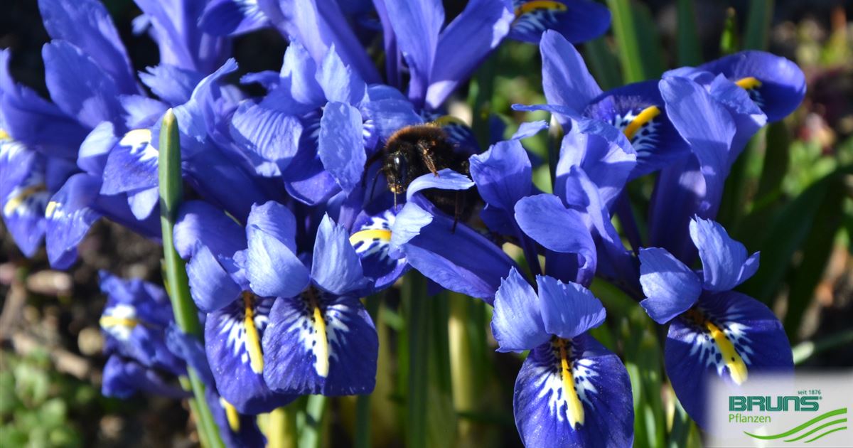 Iris reticulata, NetzblattSchwertlilie, Zwergiris von Bruns Pflanzen