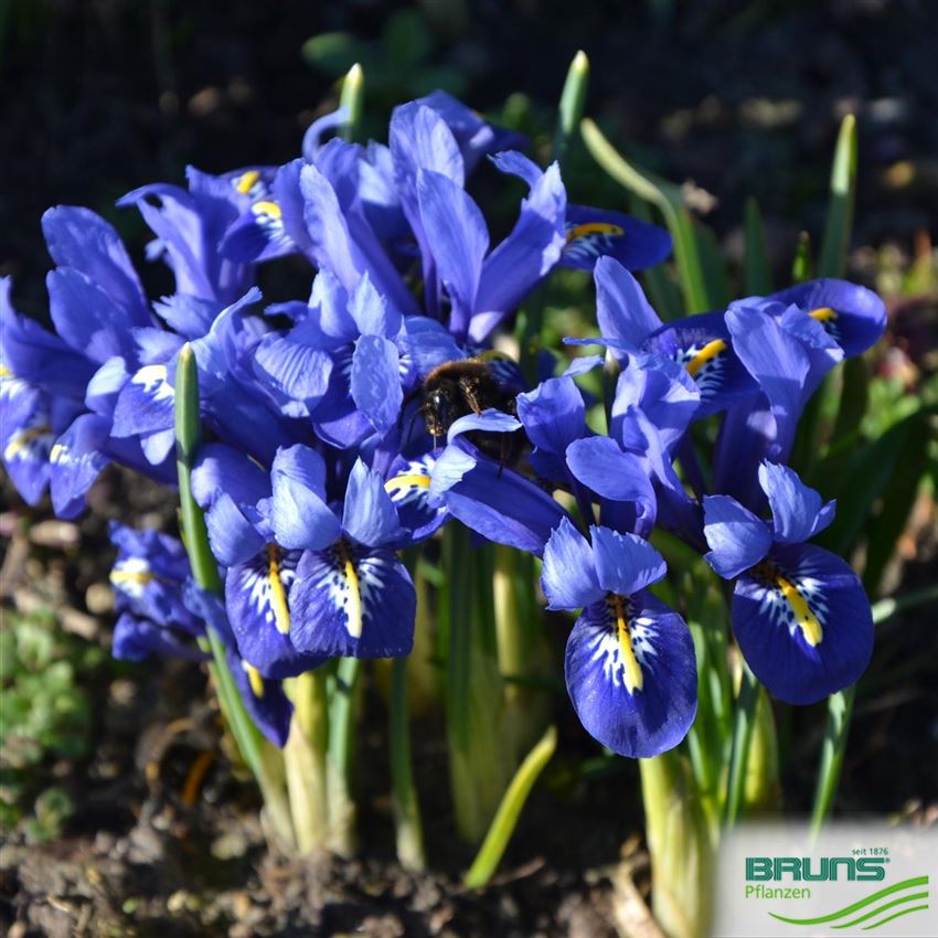 Iris reticulata, NetzblattSchwertlilie, Zwergiris von Bruns Pflanzen