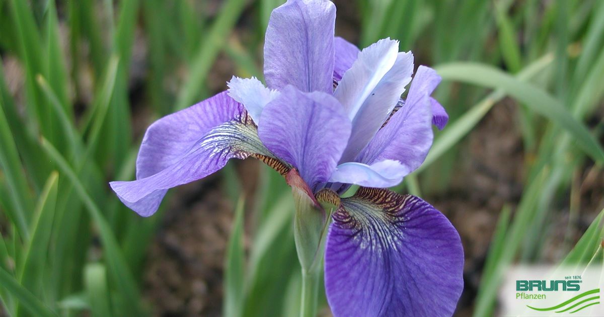 Iris sibirica 'Cambridge' von Bruns Pflanzen