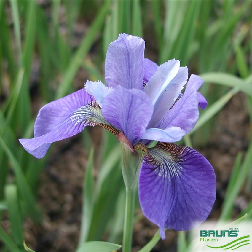 Iris sibirica 'Cambridge' von Bruns Pflanzen