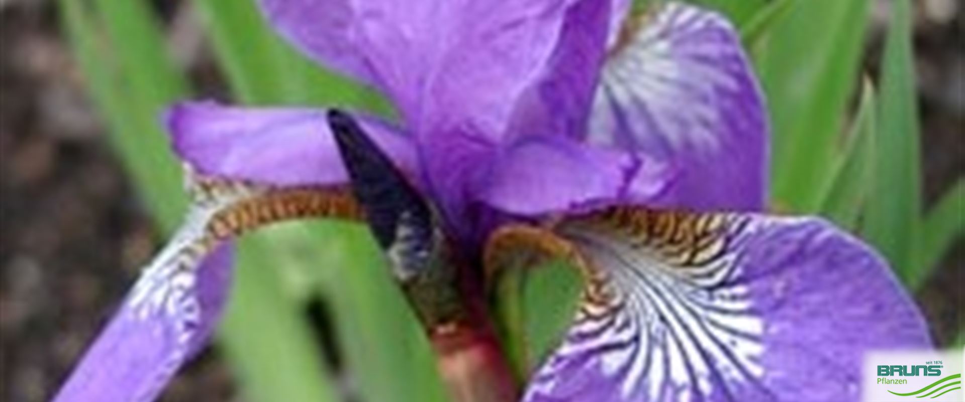 Iris sibirica 'Elfe' von Bruns Pflanzen