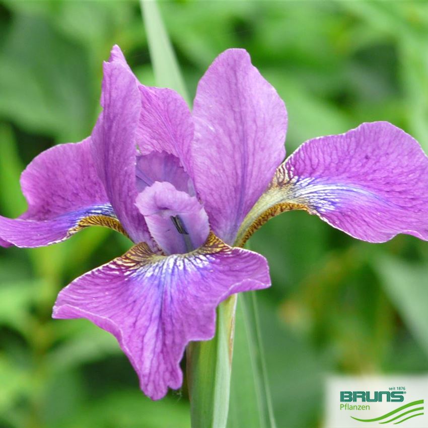 Iris sibirica 'Ewen' von Bruns Pflanzen