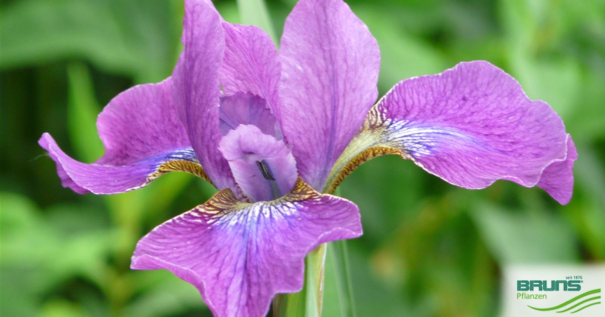 Iris sibirica 'Ewen' von Bruns Pflanzen