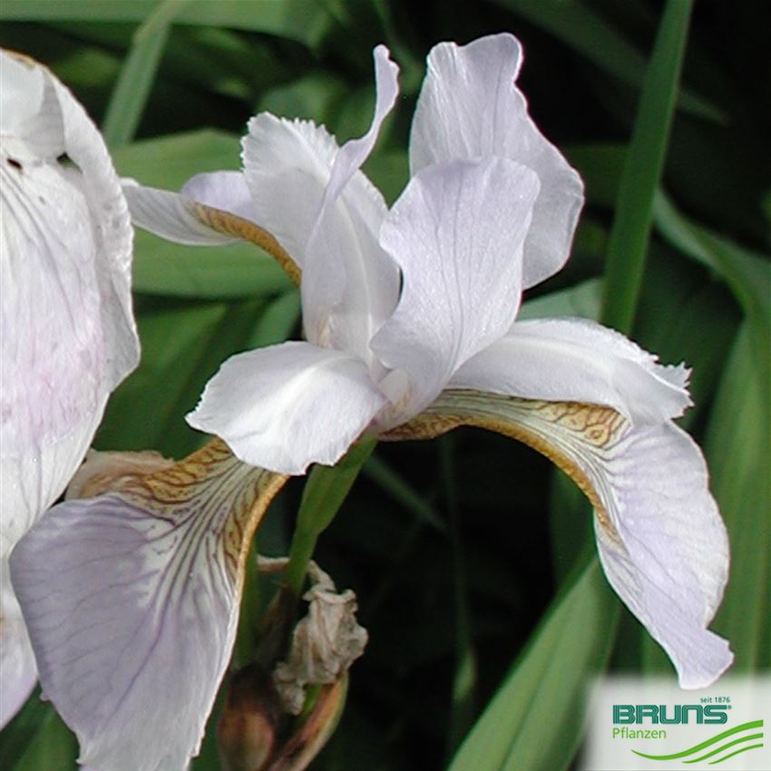 Iris sibirica 'Mrs. Rowe' von Bruns Pflanzen