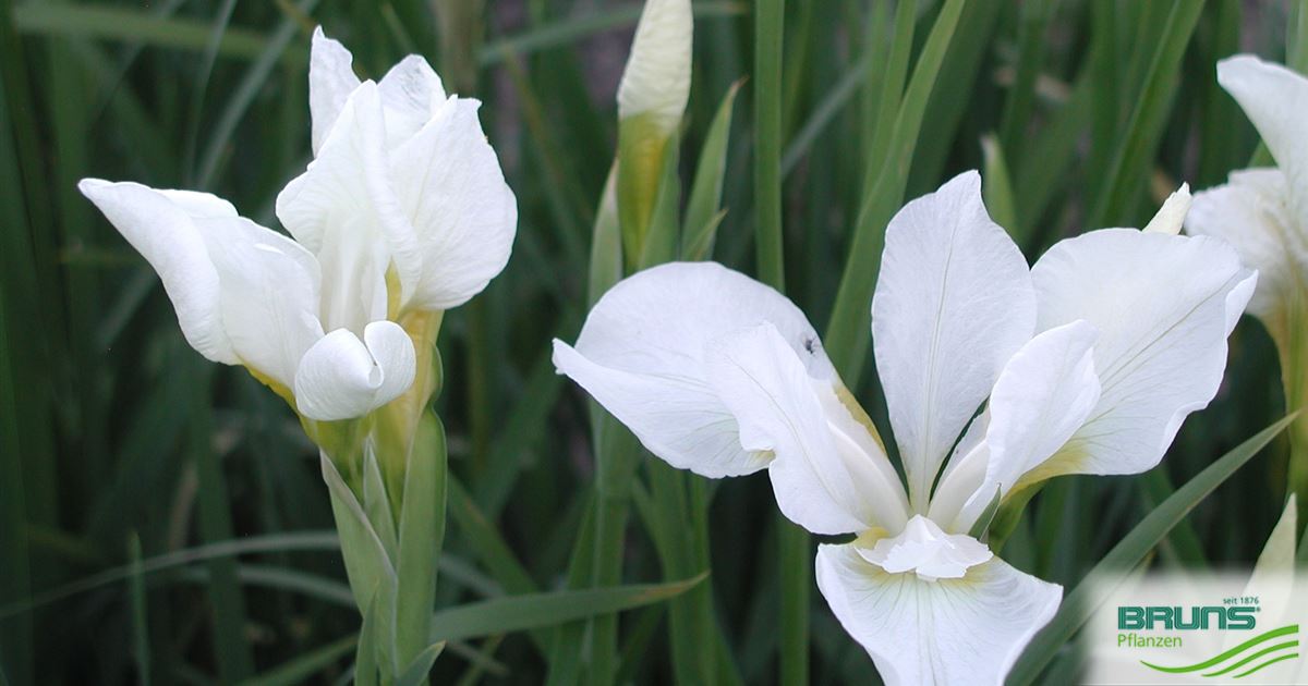 Iris sibirica 'White Swirl' von Bruns Pflanzen