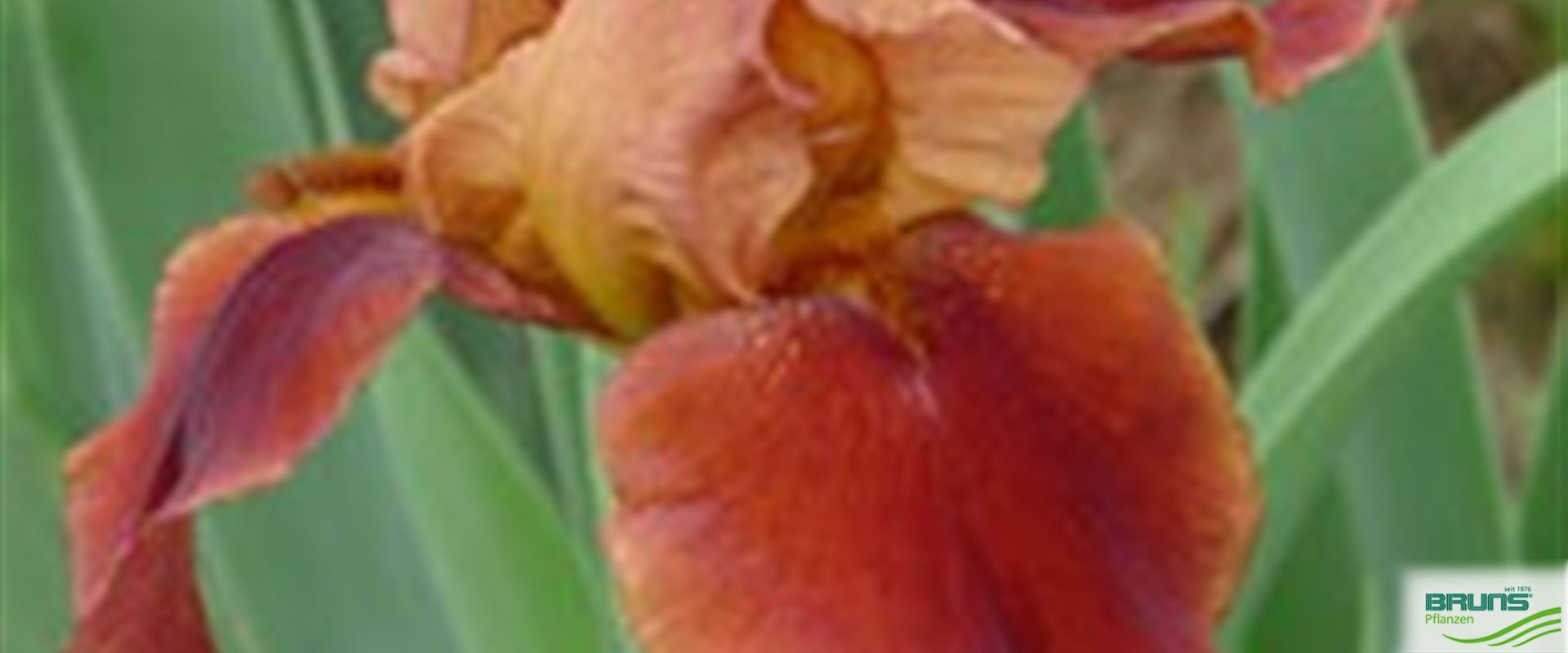 Iris x barb.elat. 'Natchez Trace' von Bruns Pflanzen