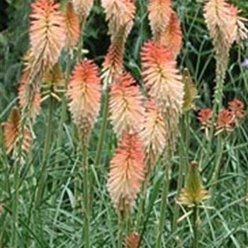 Kniphofia 'Safranvogel' von Bruns Pflanzen