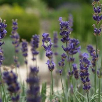 Lavandula Angustifolia 'Siesta' Von Bruns Pflanzen