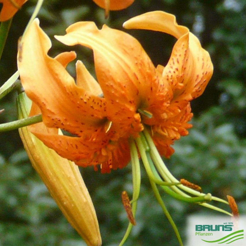 Lilium henryi, RiesenTürkenbundLilie von Bruns Pflanzen