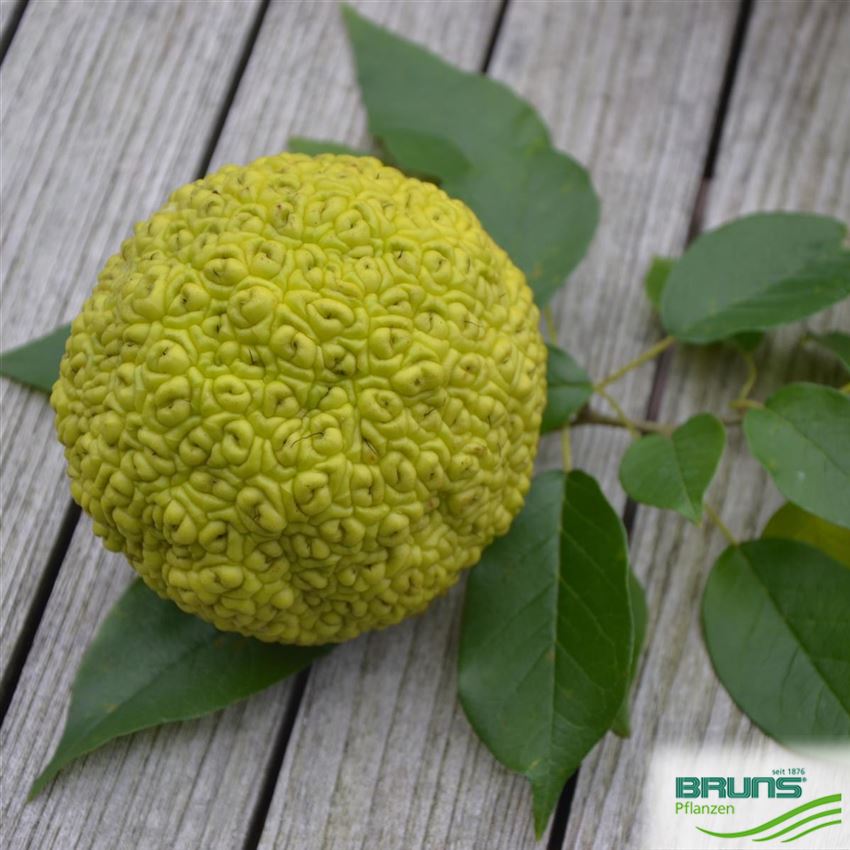 Maclura pomifera von Bruns Pflanzen