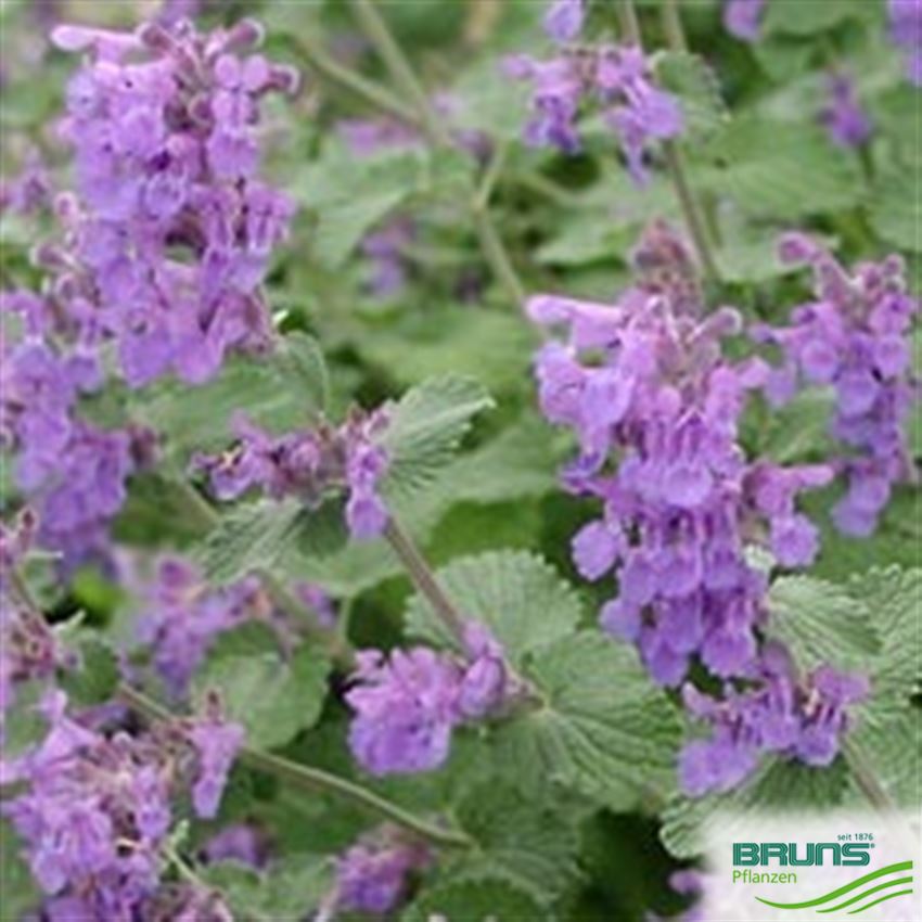 Nepeta racemosa 'Superba' von Bruns Pflanzen