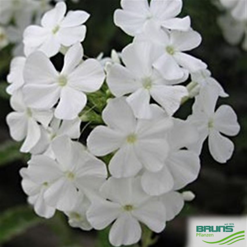 Phlox paniculata 'David' von Bruns Pflanzen