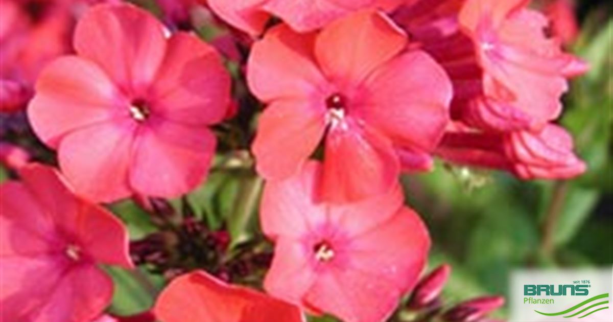 Phlox paniculata 'Orange' von Bruns Pflanzen