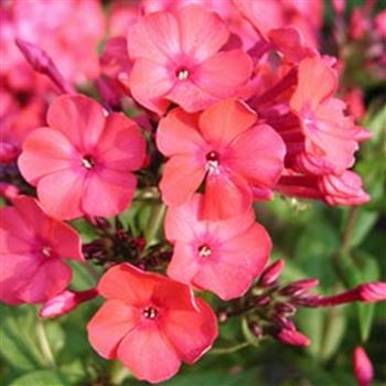 Phlox paniculata 'Orange' von Bruns Pflanzen