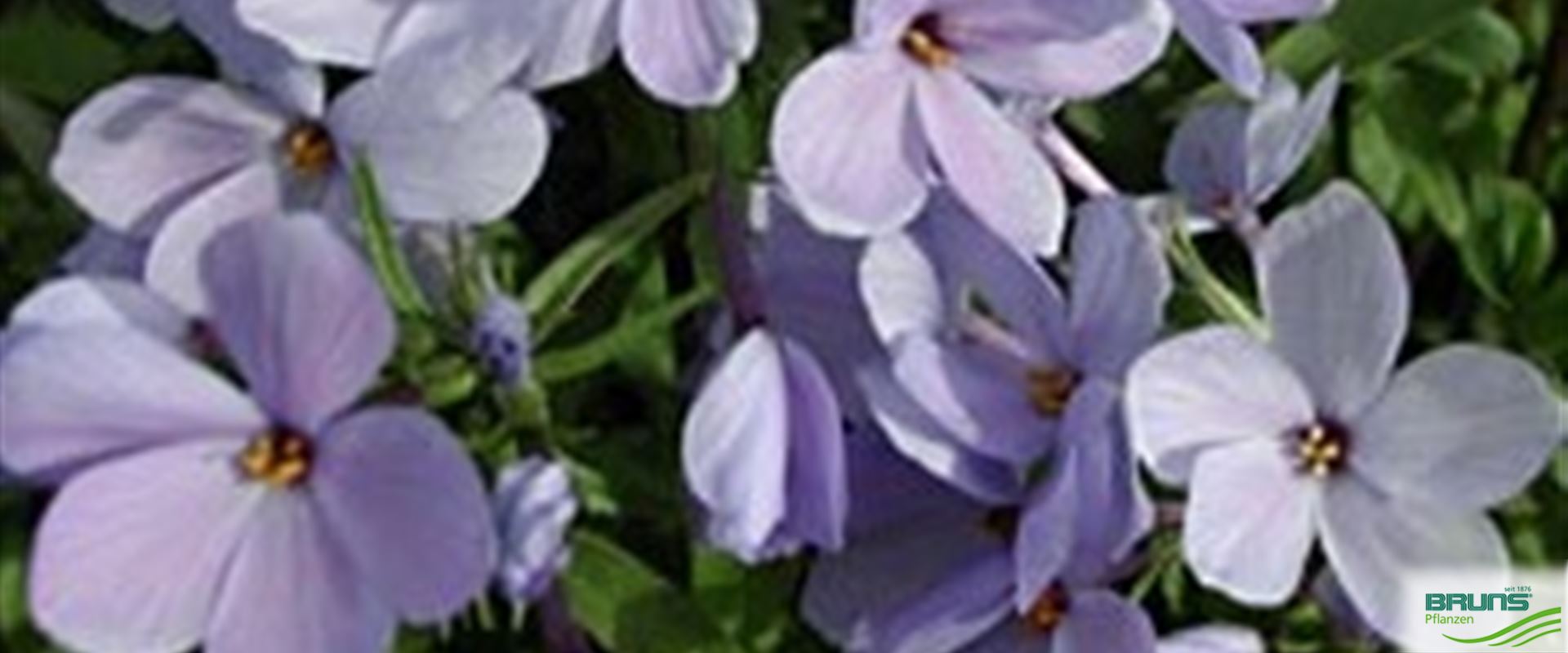 Phlox Stolonifera Seeds