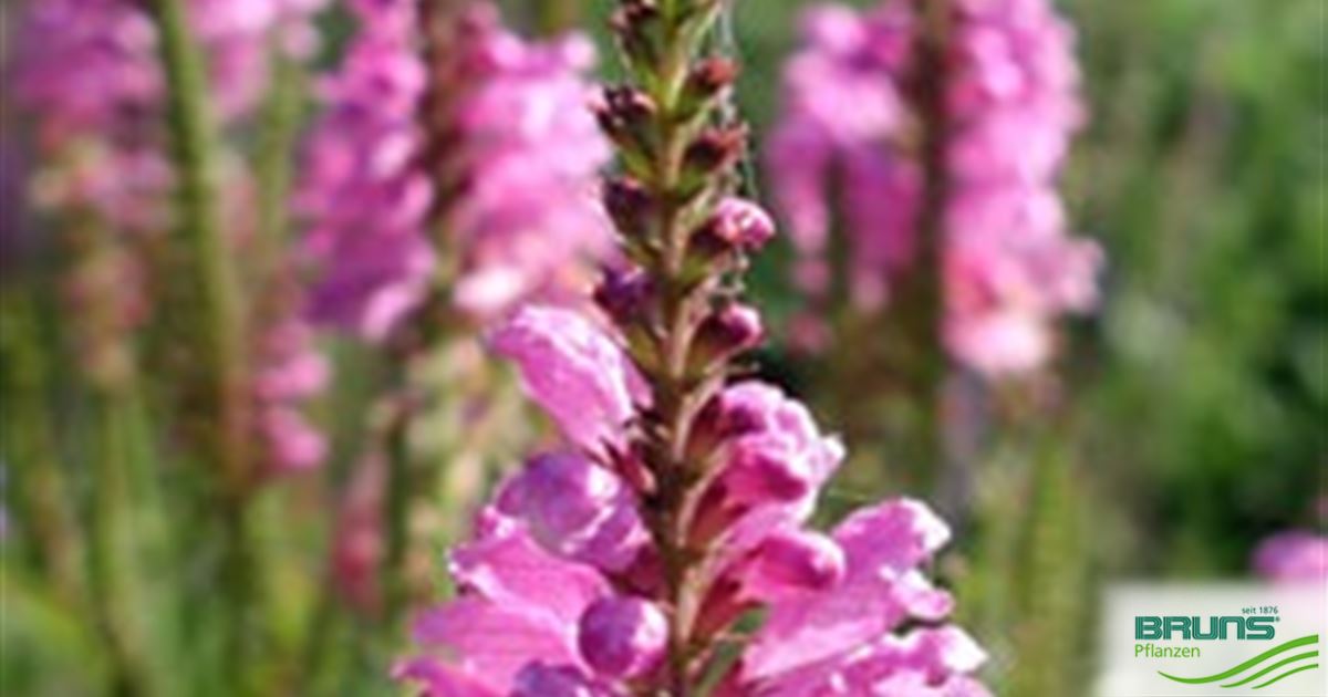 Physostegia Virg. 'vivid' Von Bruns Pflanzen