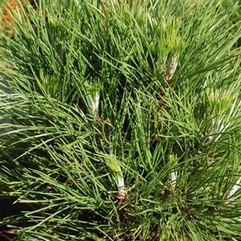 Pinus nigra 'Spielberg'.jpg