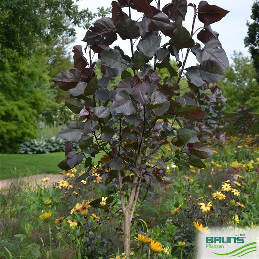 Populus Deltoides Purple Tower Von Bruns Pflanzen 4476