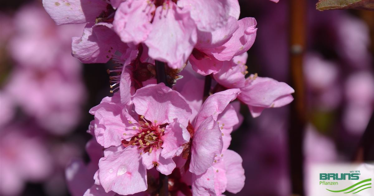 Prunus persica 'Spring Glow', Zierpfirsich 'Spring Glow