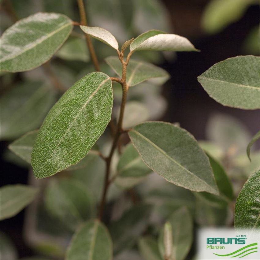 Elaeagnus ebbingei von Bruns Pflanzen