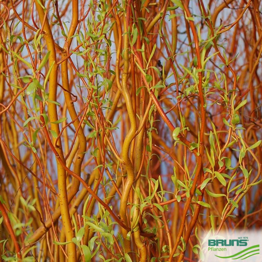 Salix x erythroflexuosa von Bruns Pflanzen