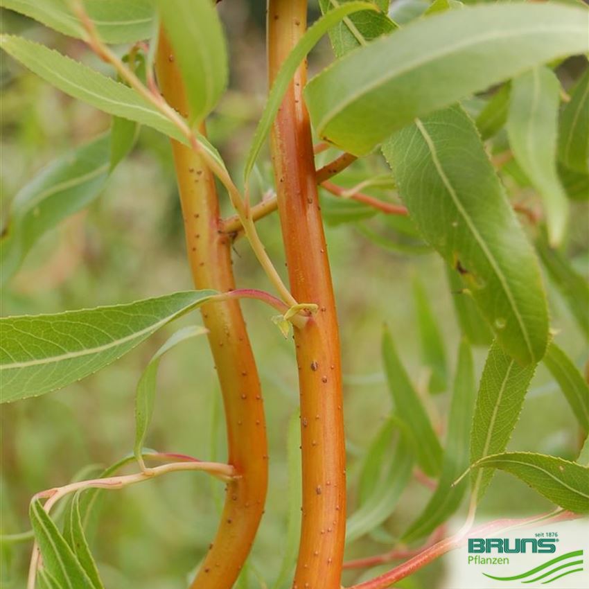 Salix x erythroflexuosa von Bruns Pflanzen