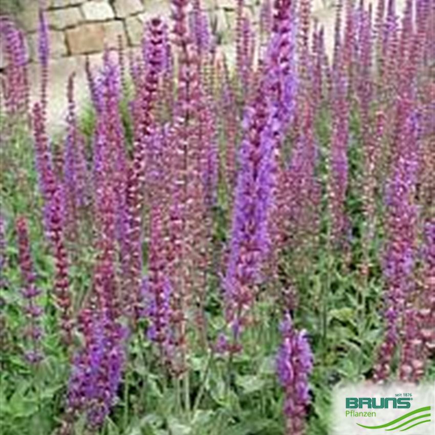 Salvia nemorosa 'Taenzerin' von Bruns Pflanzen