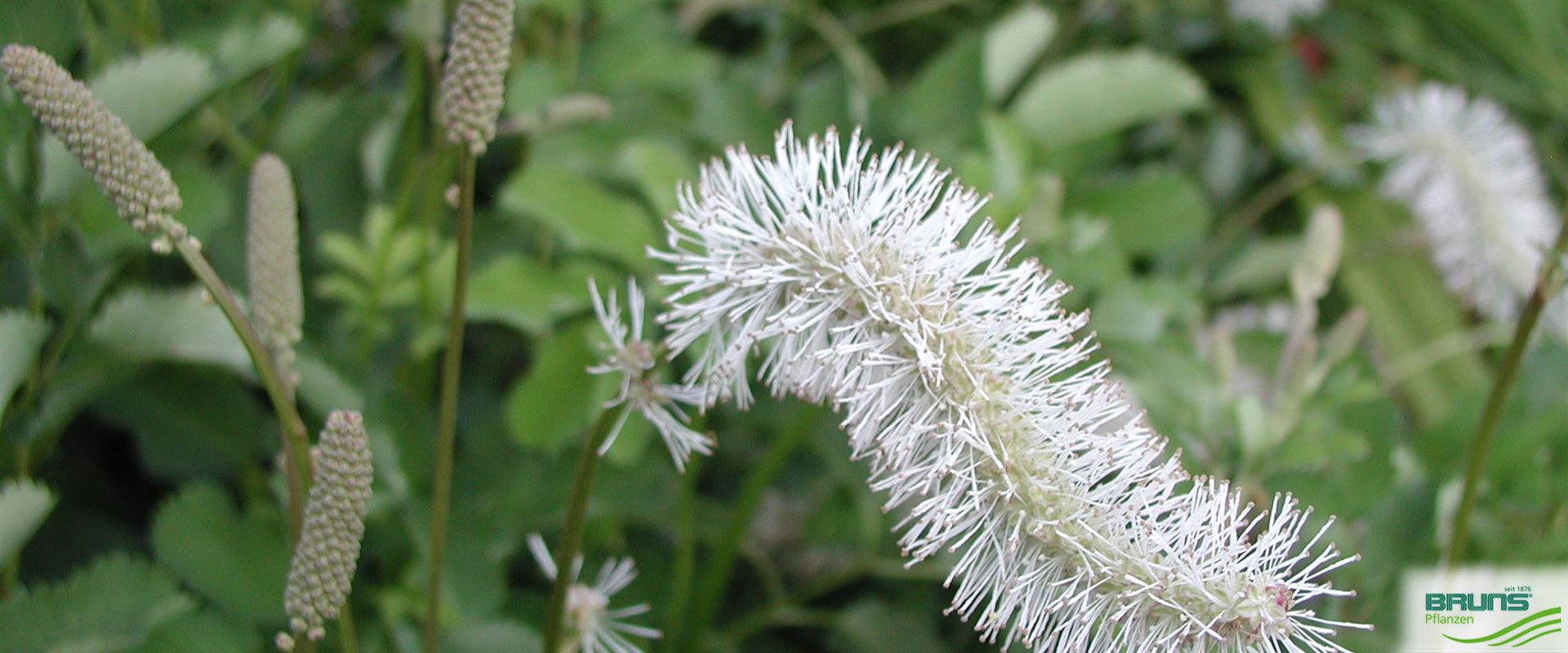 Sanguisorba obtusa von Bruns Pflanzen