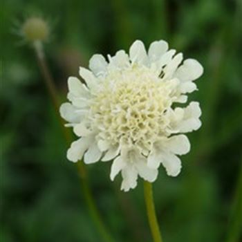 Scabiosa ochroleuca 'Moon Dance' von Bruns Pflanzen