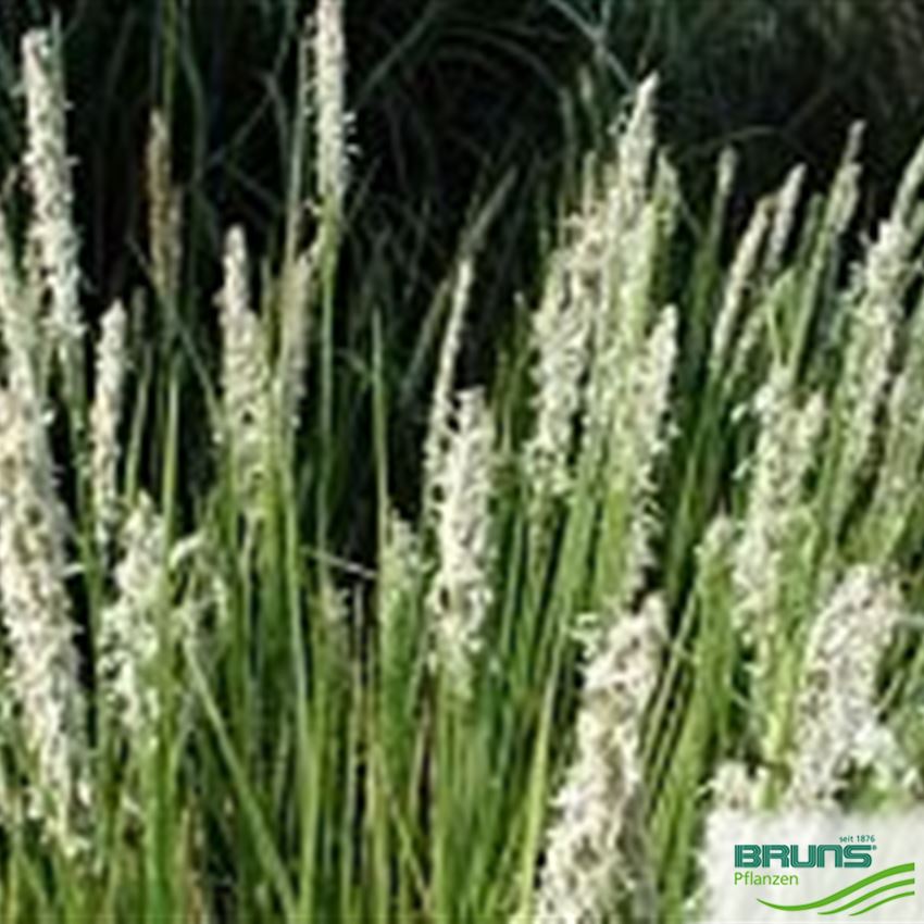 sesleria-autumnalis-autumn-moor-grass-von-bruns-pflanzen