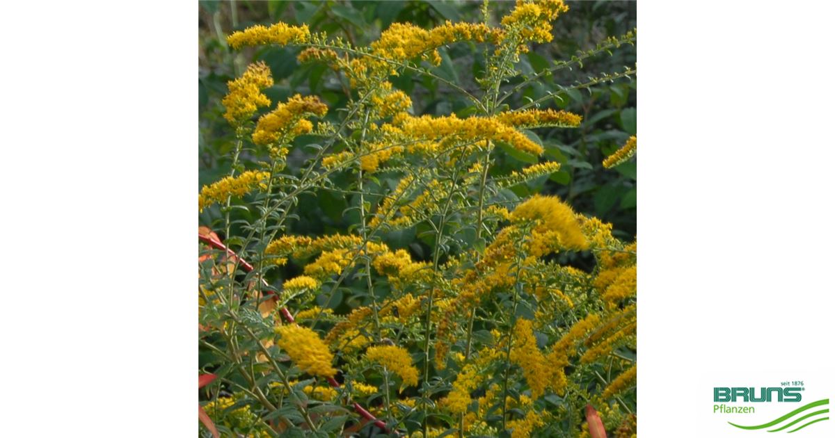 Solidago rugosa, Wreath Goldenrod von Bruns Pflanzen