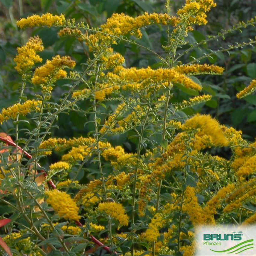 Solidago rugosa, Wreath Goldenrod von Bruns Pflanzen