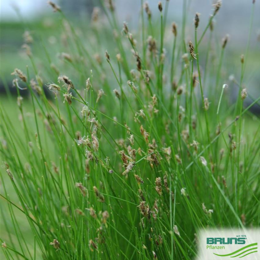 Eleocharis acicularis, Nadelsimse von Bruns Pflanzen