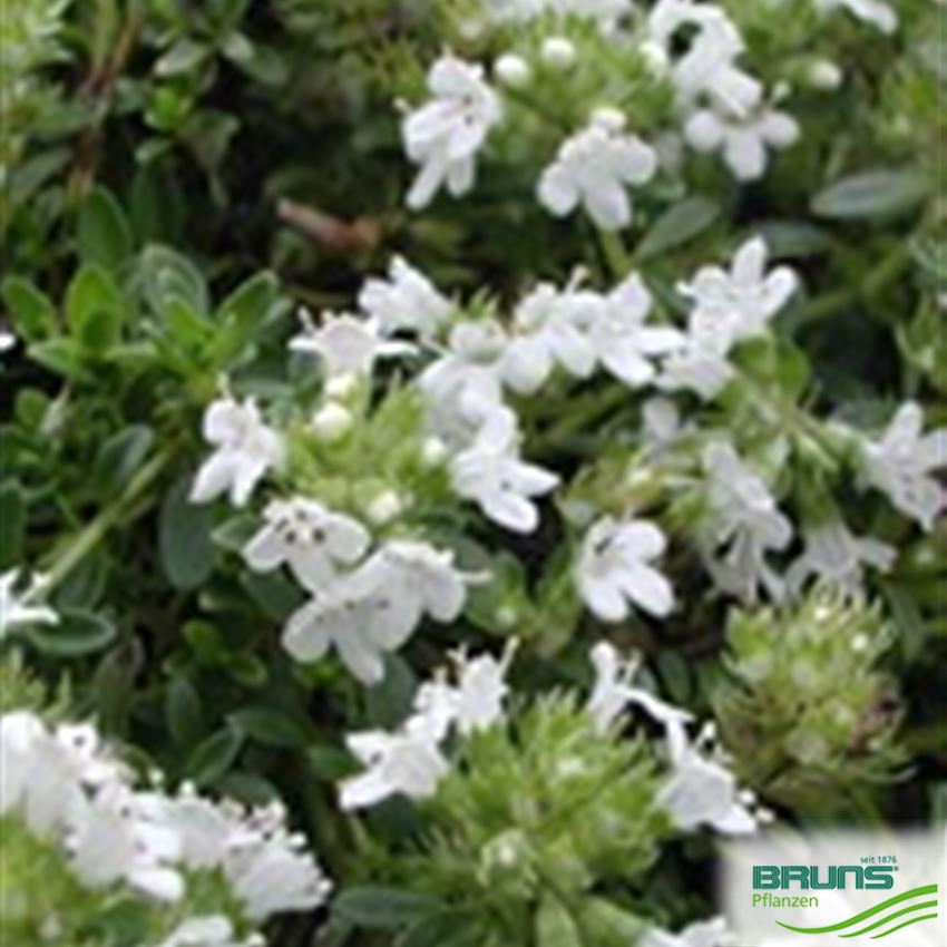 Thymus serpyllum 'Albus', Wild thyme von Bruns Pflanzen