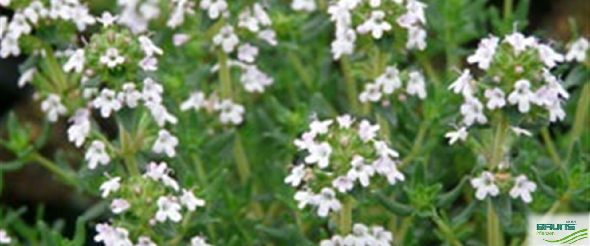 Thymus vulgaris von Bruns Pflanzen