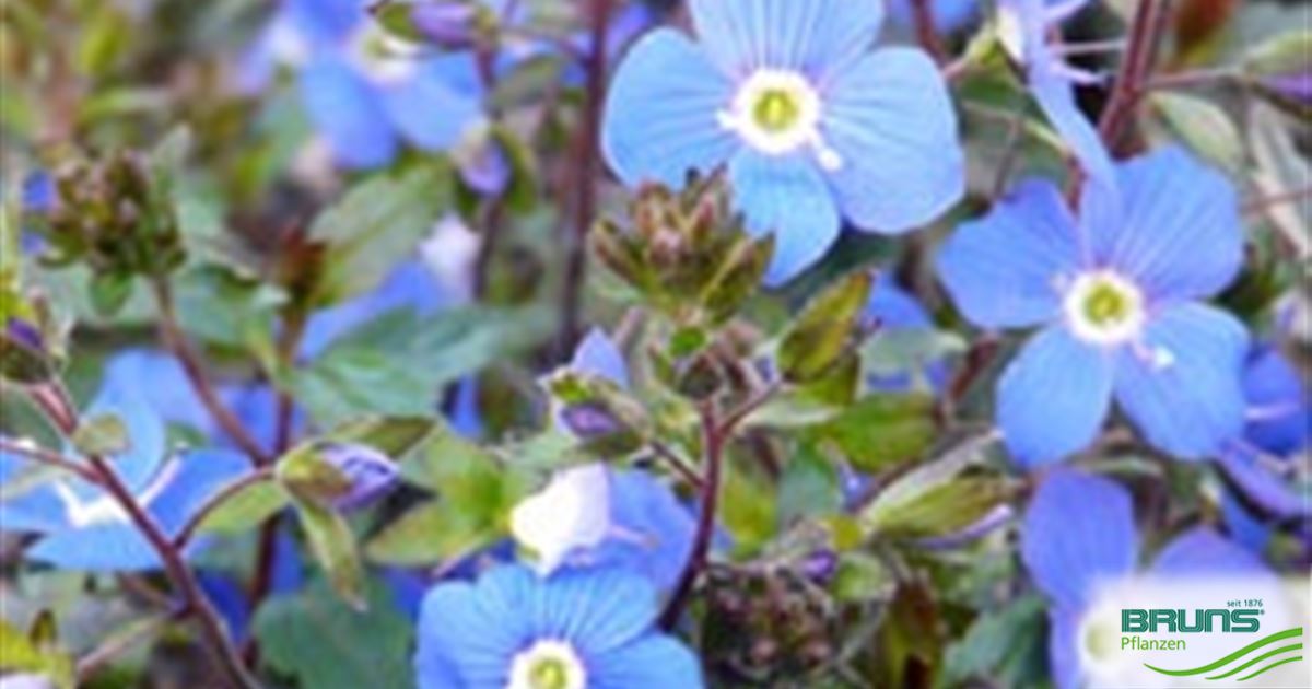 Veronica pedunculais 'Georgia Blue' von Bruns Pflanzen