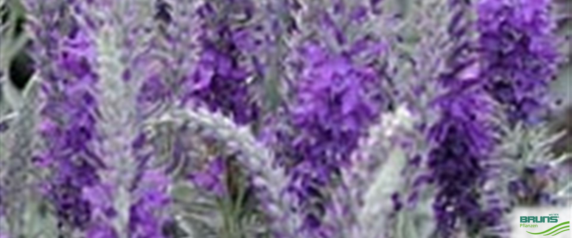Veronica spicata ssp. incana 'Silberteppich' von Bruns Pflanzen