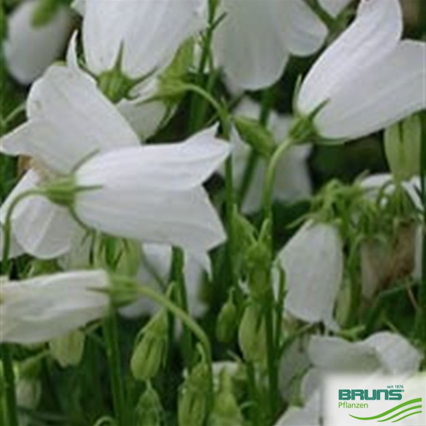 Campanula cochleariifolia 'Alba' von Bruns Pflanzen
