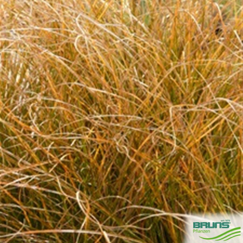 Carex Testacea Orange New Zealand Sedge Von Bruns Pflanzen